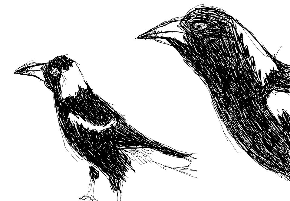 A sketch of two magpies, viewed from the side, both standing at a different angles. The one one the left is standing calmly at a short distance. The other is entering from the right looking forwards.