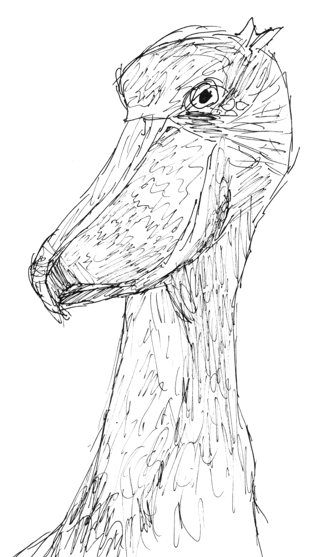 A drawing of a shoebill that looks like its posing for a portrait photo.