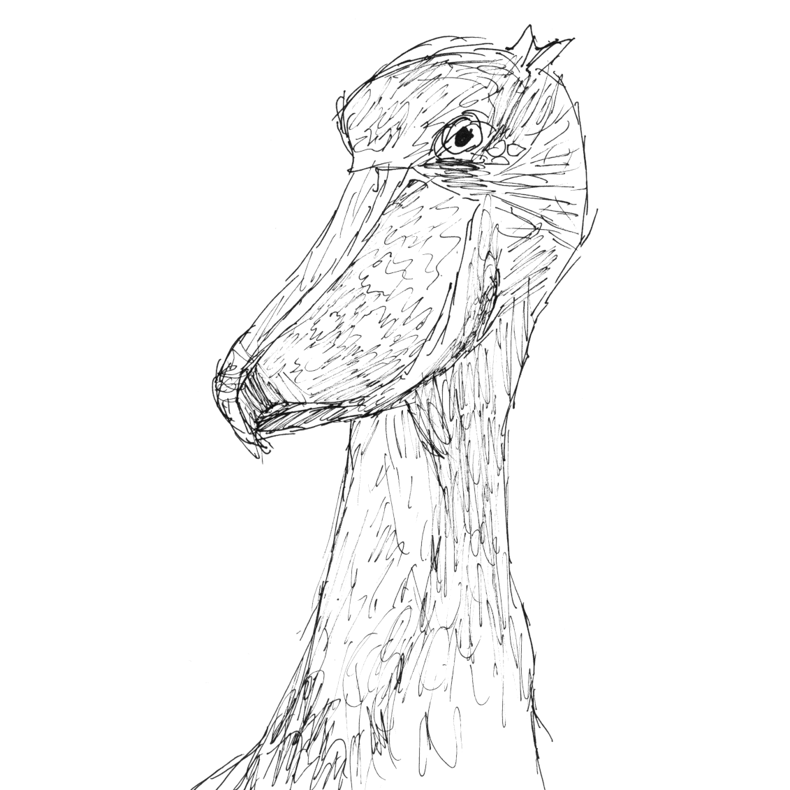 A drawing of a shoebill that looks like its posing for a portrait photo.