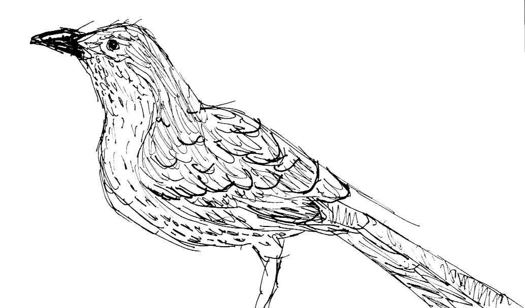 A little drawing of a Little Wattlebird. It is looking intently off to the left at some unknown object.